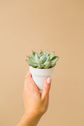 Load image into Gallery viewer, a person holding a small potted plant in their hand
